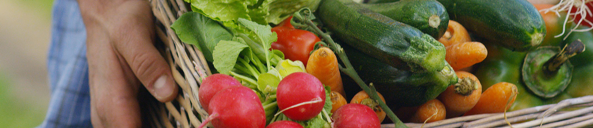 Organic vegetables - seeds